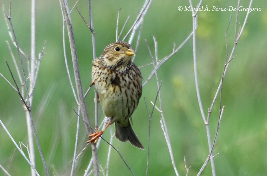 Emberiza (Miliaria) calandra