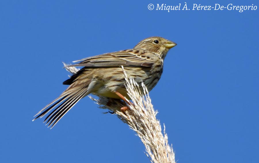 Emberiza (Miliaria) calandra