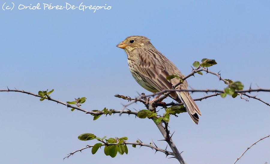 Emberiza (Miliaria) calandra