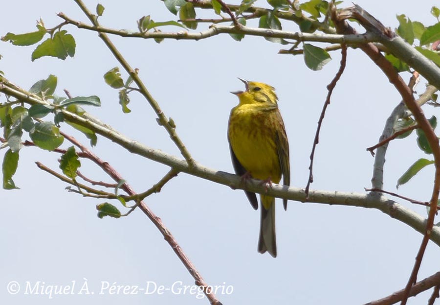 Emberiza citrinella