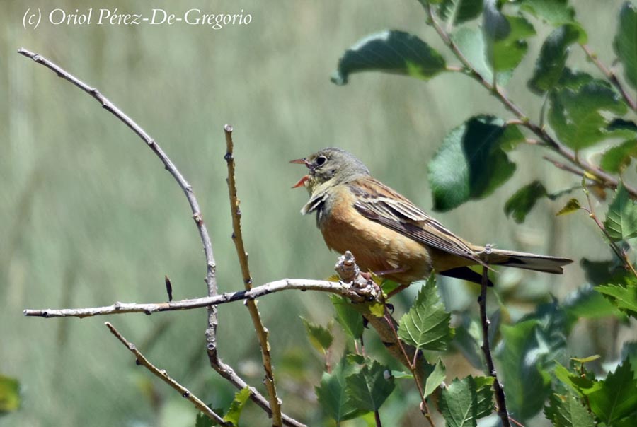 Emberiza hortulana