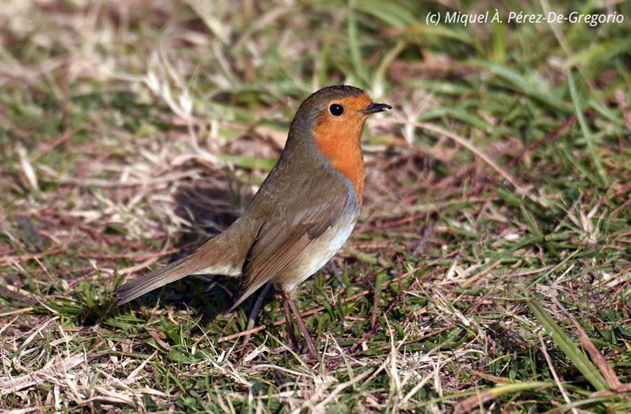 Erithacus rubecula