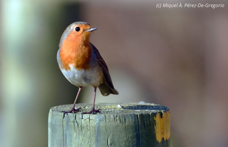 Erithacus rubecula