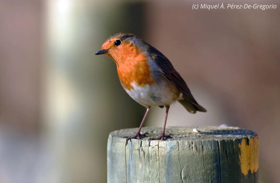 Erithacus rubecula