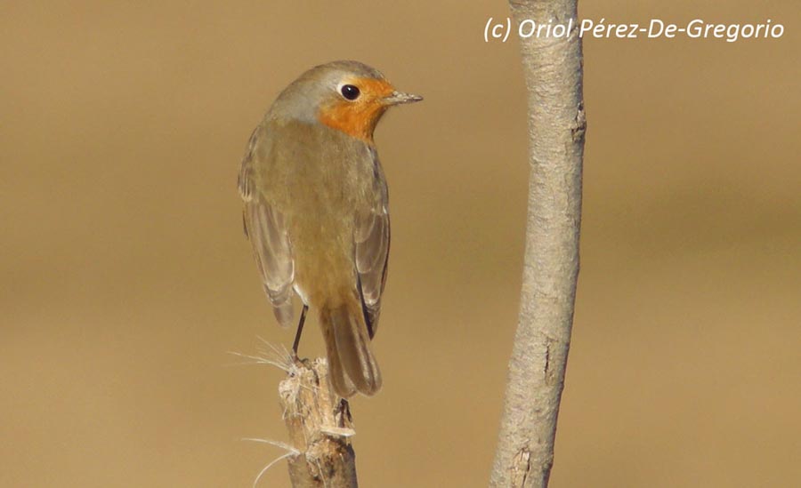 Erithacus rubecula