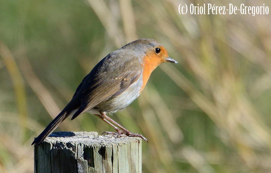 Erithacus rubecula