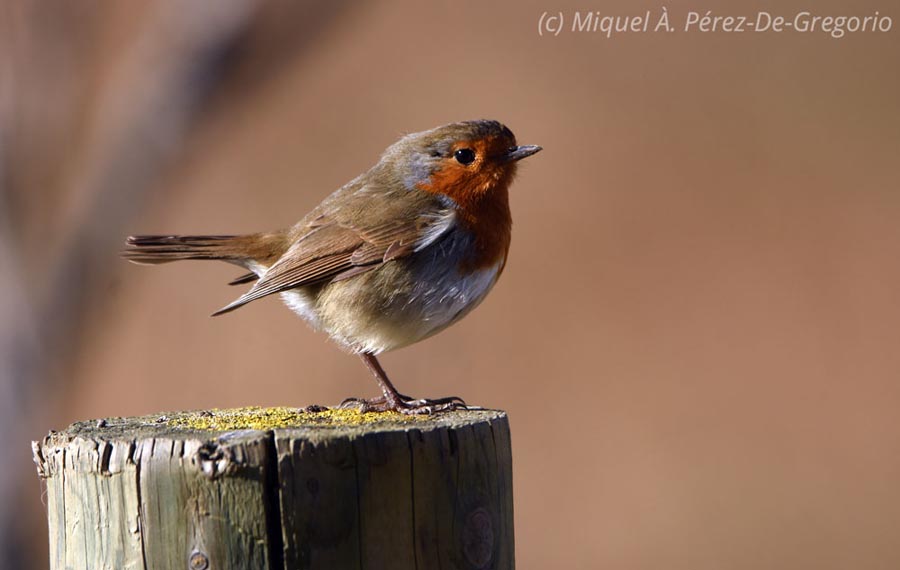 Erithacus rubecula