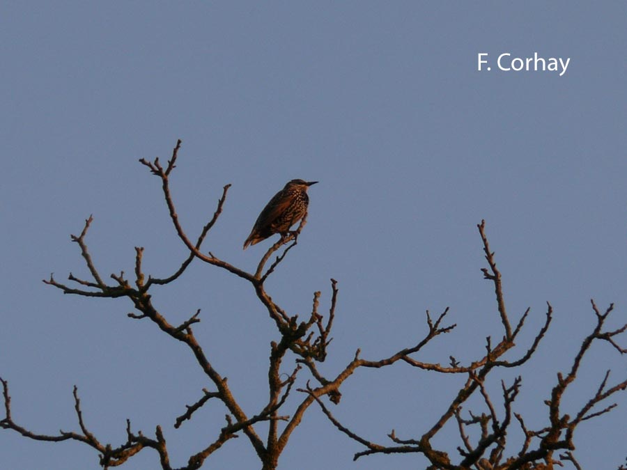 Sturnus vulgaris (étourneau sansonnet)