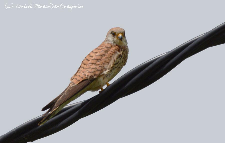 Falco naumanni