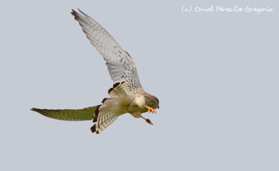 Falco naumanni