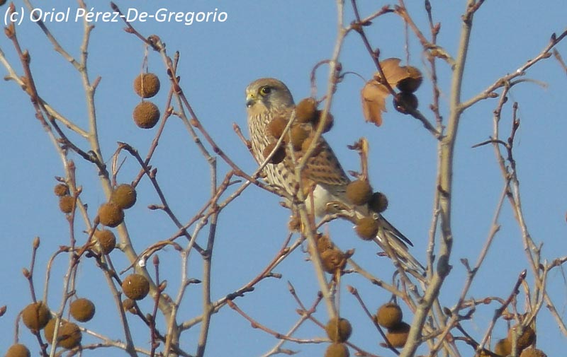 Falco tinnunculus