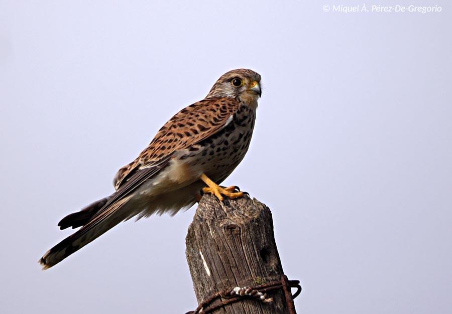 Falco tinnunculus