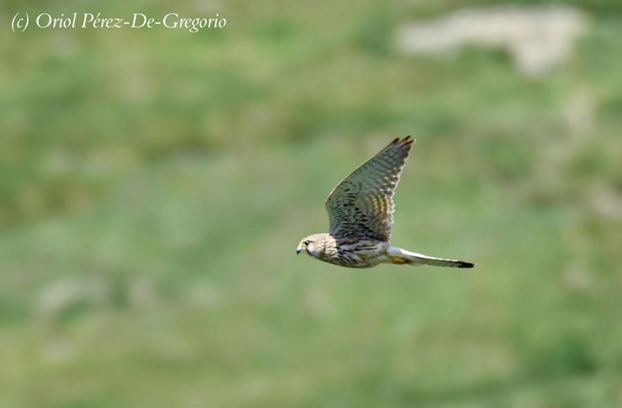 Falco tinnunculus