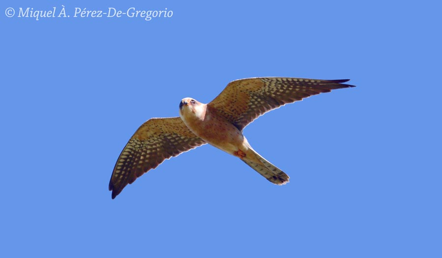 Falco vespertinus
