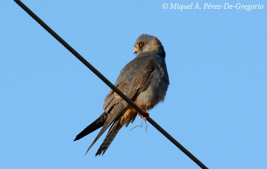 Falco vespertinus