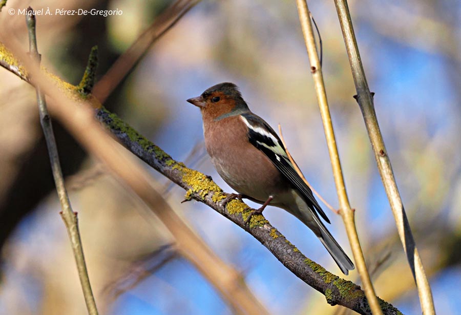 Fringilla coelebs