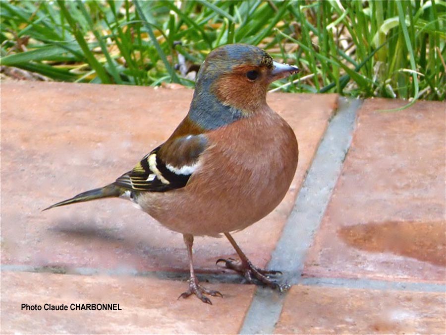 Fringilla coelebs