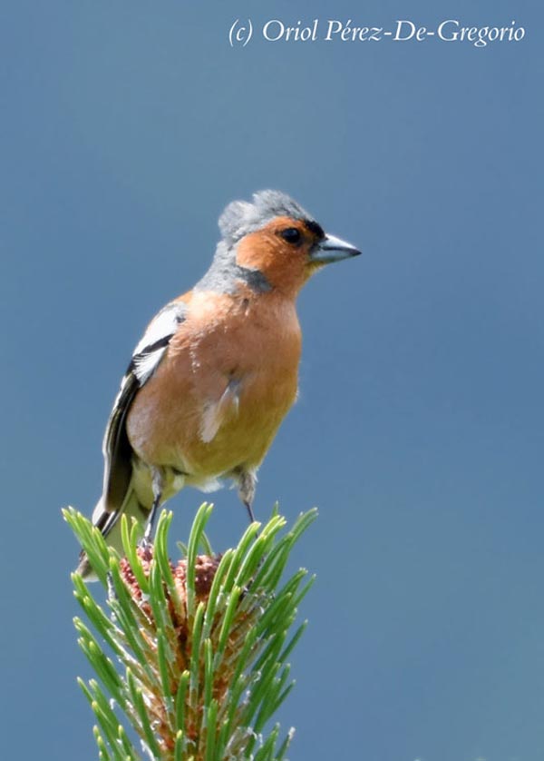 Fringilla coelebs