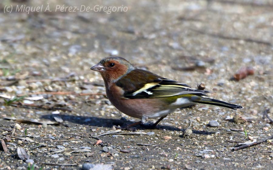 Fringilla coelebs