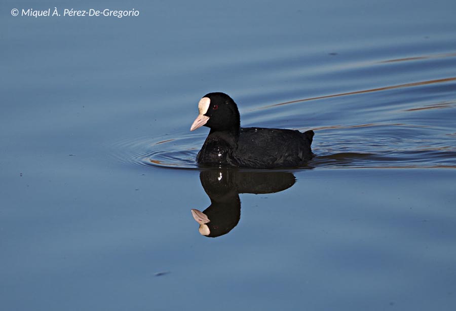 Fulica atra