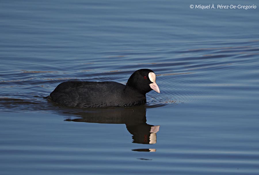 Fulica atra