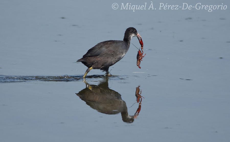 Fulica atra