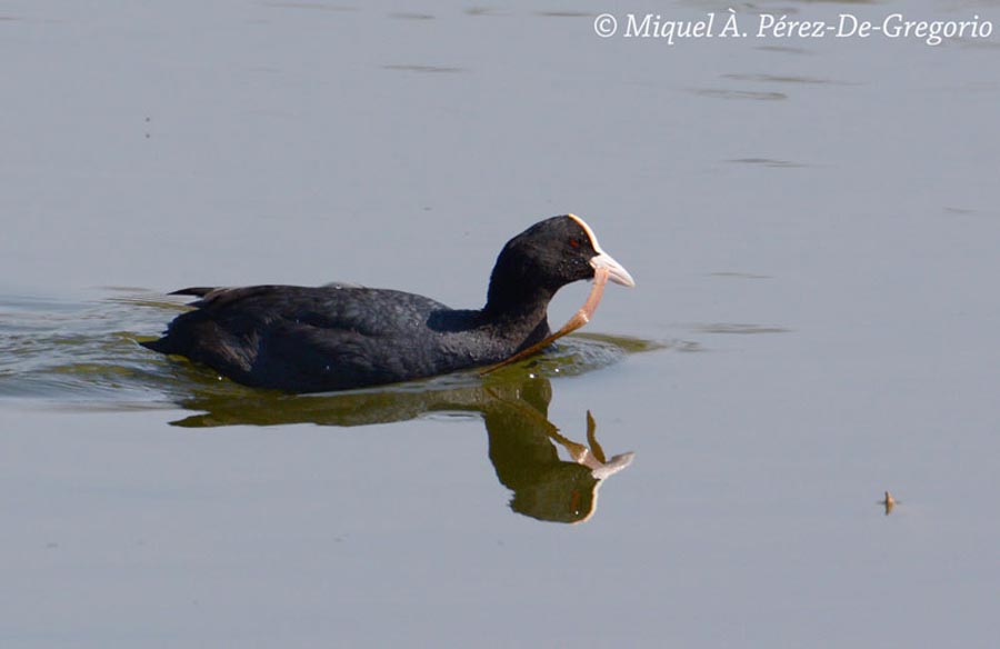 Fulica atra