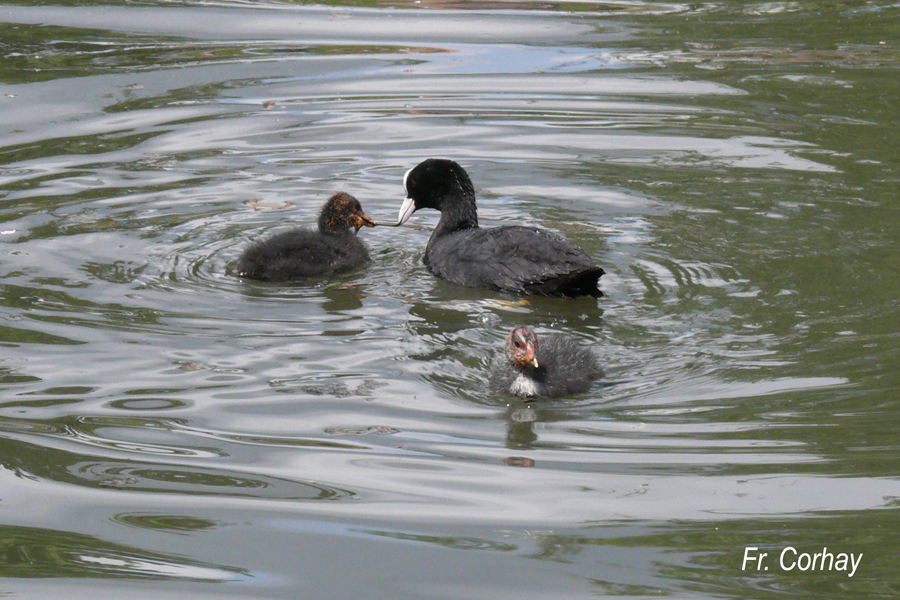 Fulica atra