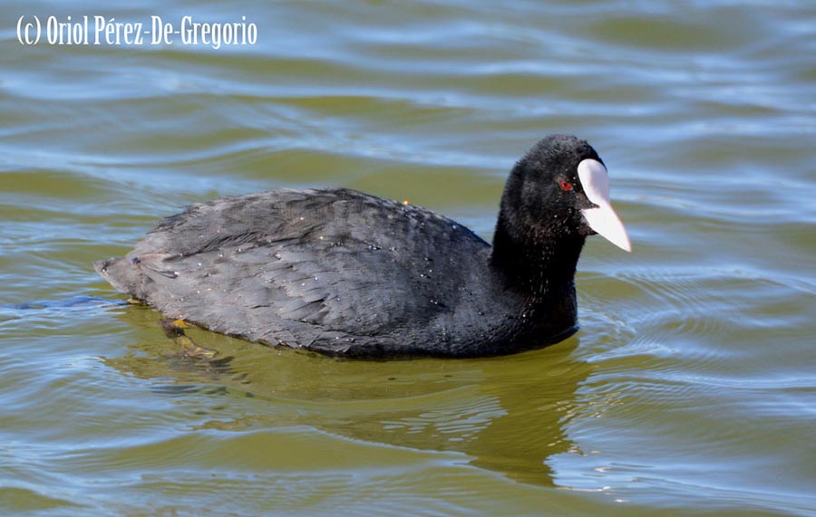 Fulica atra