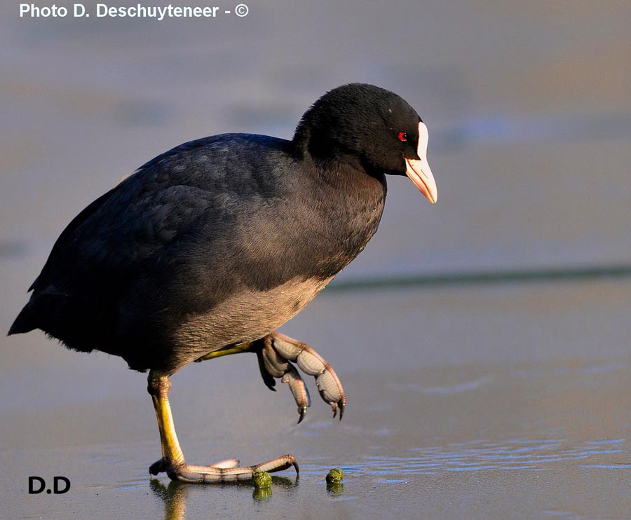 Fulica atra