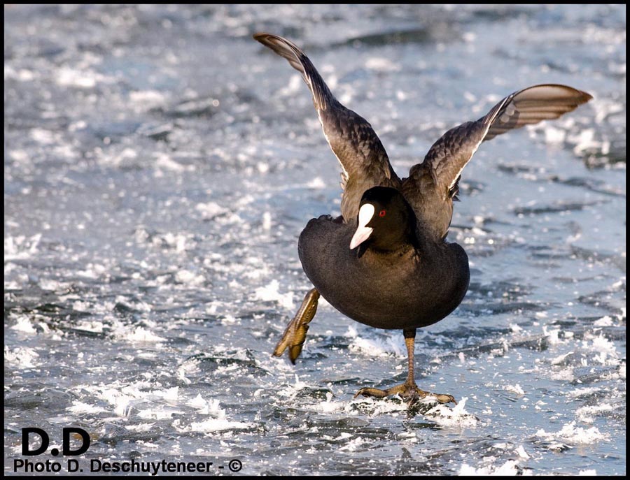 Fulica atra