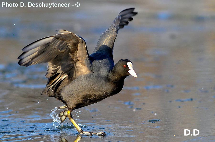 Fulica atra