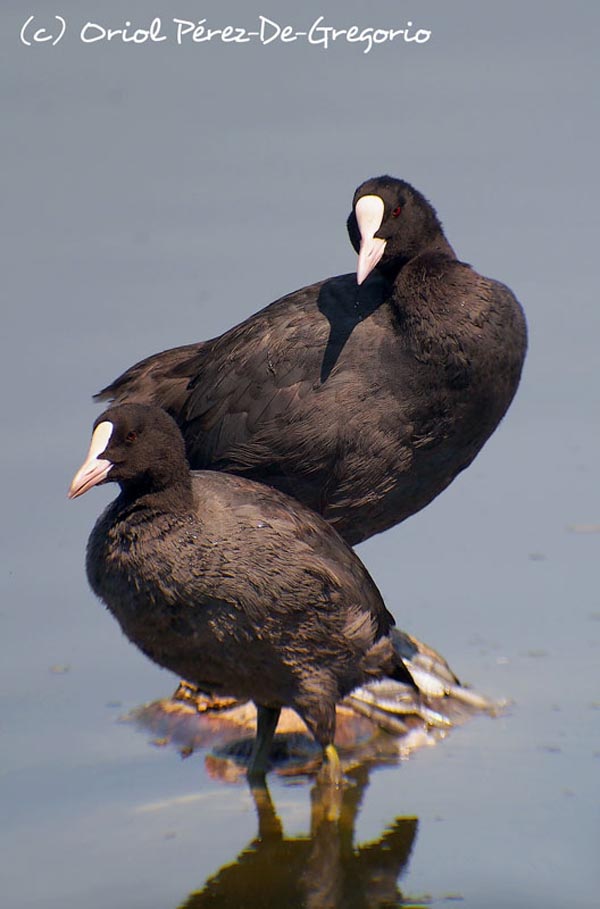 Fulica atra