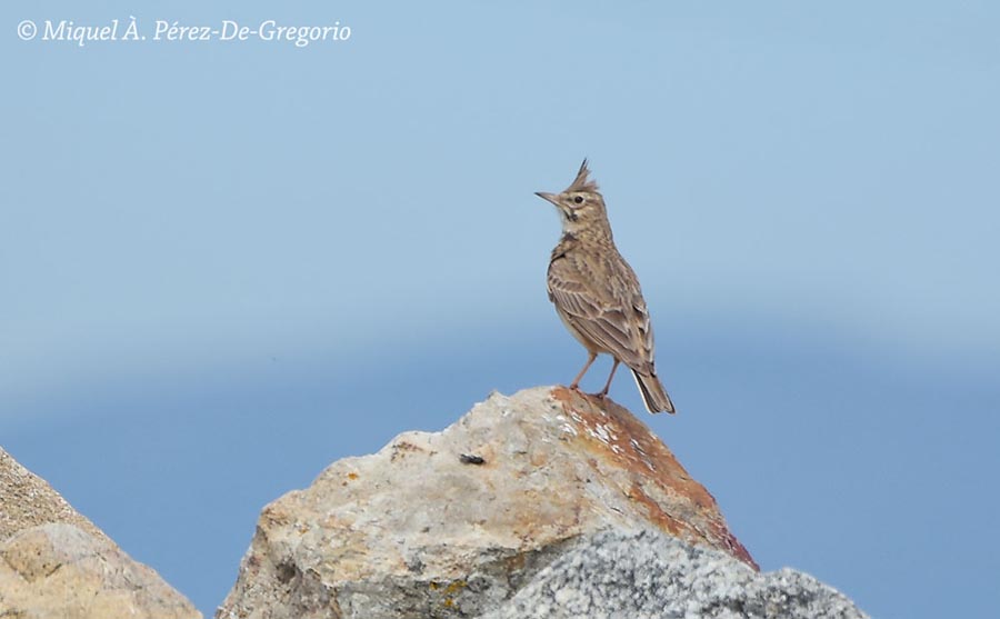 Galerida cristata