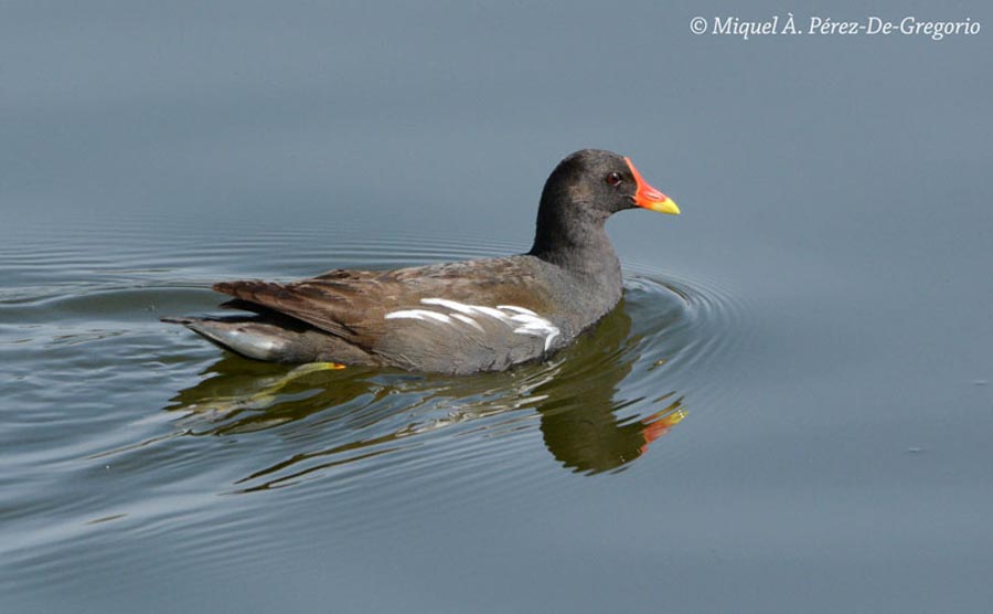 Gallinula chloropus