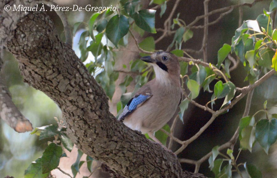 Garrulus glandarius