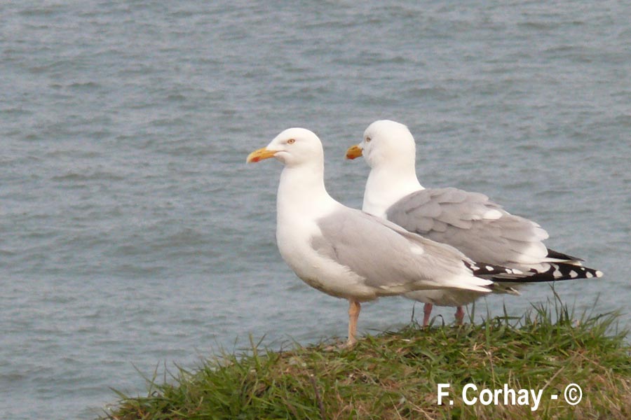 Larus argentatus (goéland argenté)