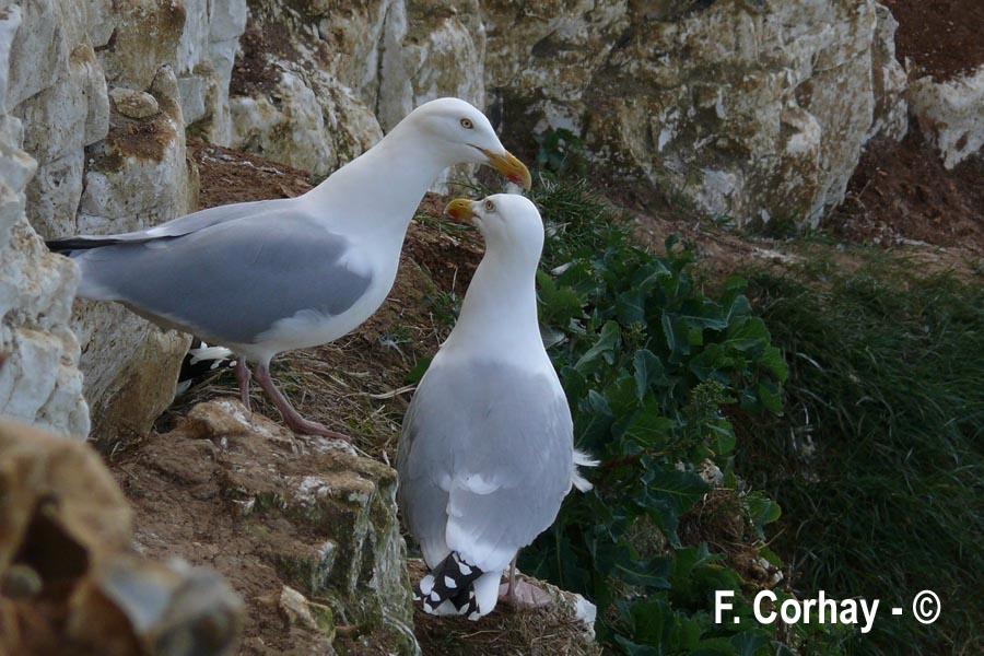 Larus argentatus (goéland argenté)