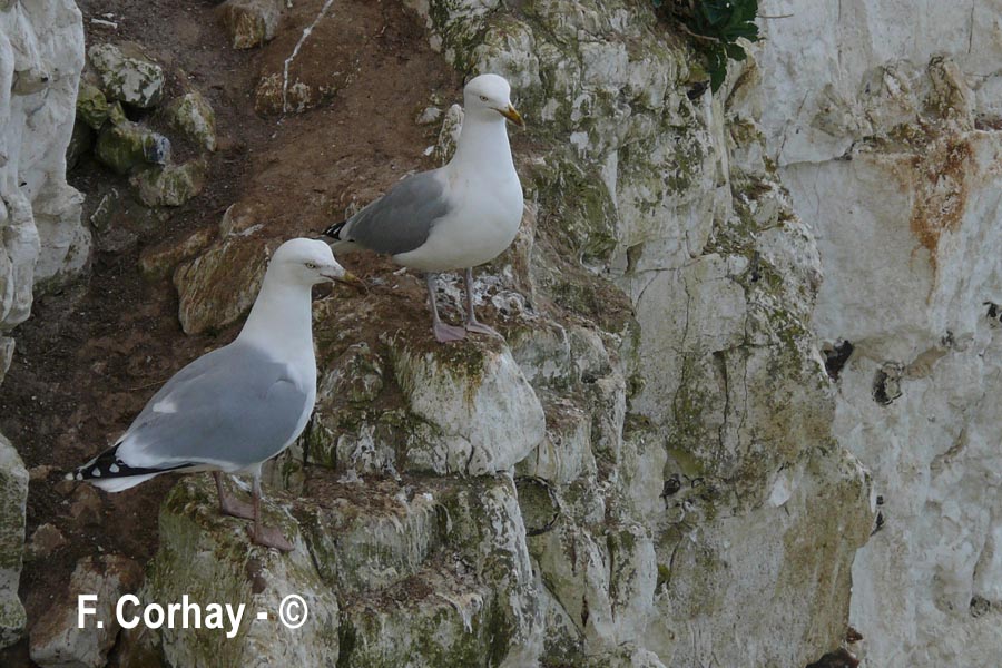 Larus argentatus (goéland argenté)