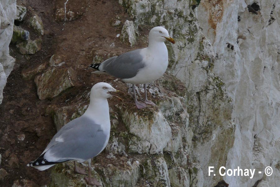Larus argentatus (goéland argenté)