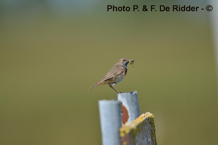 Luscinia svecica (gorge bleue)