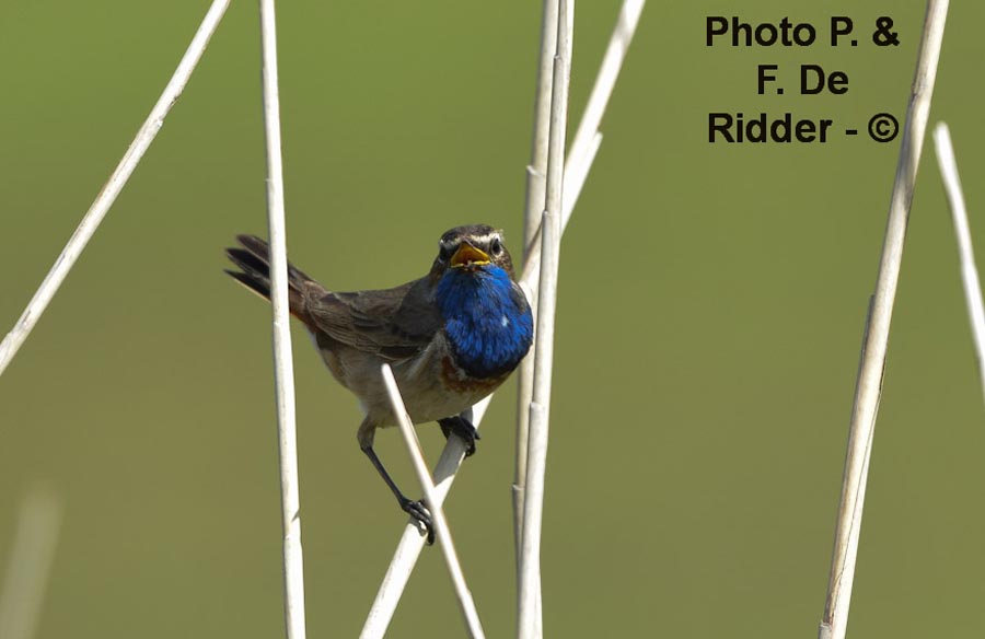 Luscinia svecica (gorge bleue)