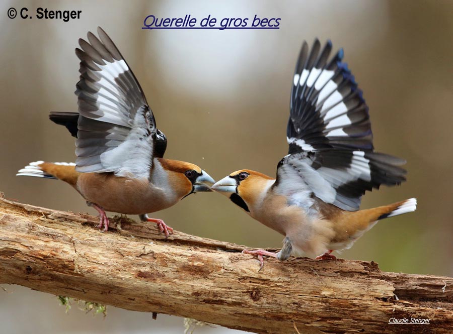 Coccothraustes coccothraustes