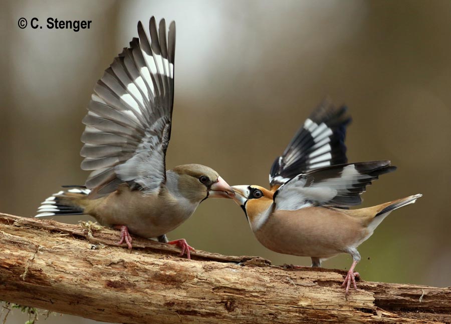 Coccothraustes coccothraustes