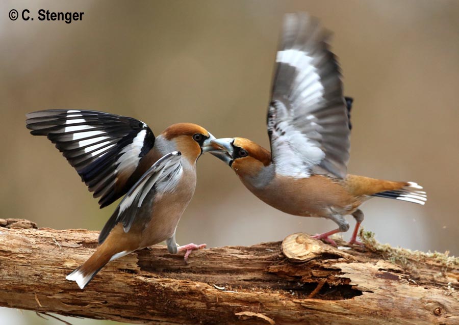 Coccothraustes coccothraustes