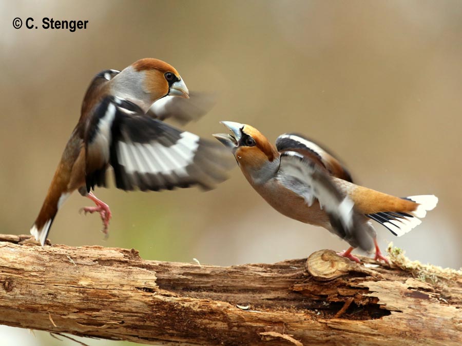 Coccothraustes coccothraustes