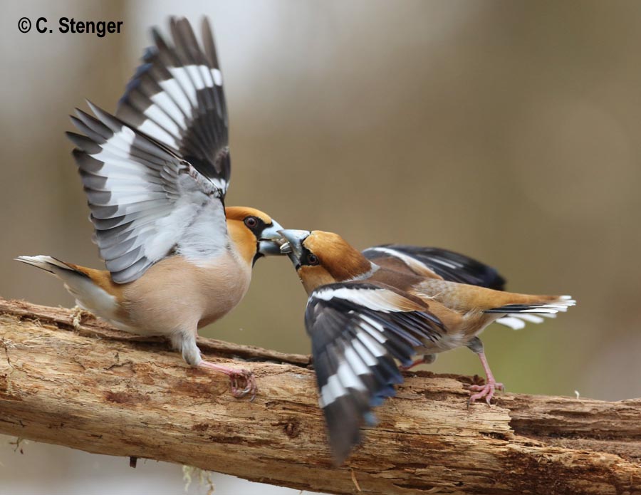 Coccothraustes coccothraustes