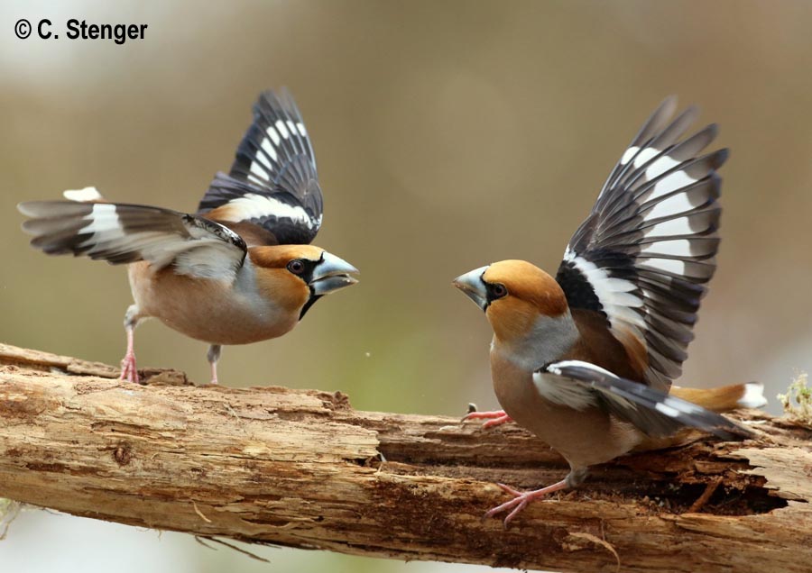 Coccothraustes coccothraustes