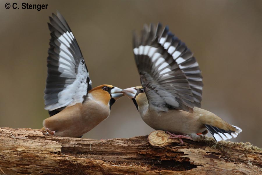 Coccothraustes coccothraustes