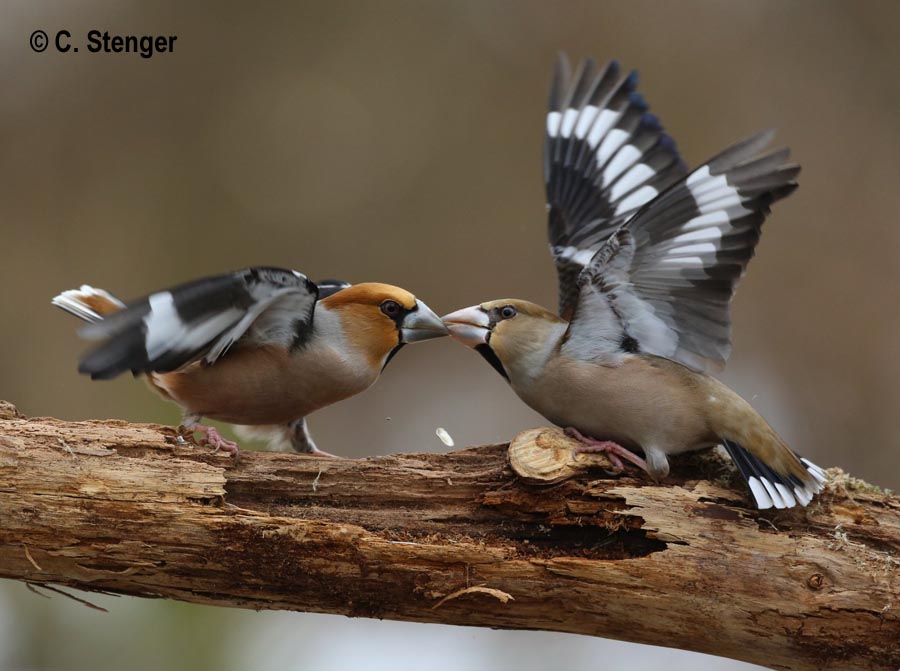 Coccothraustes coccothraustes